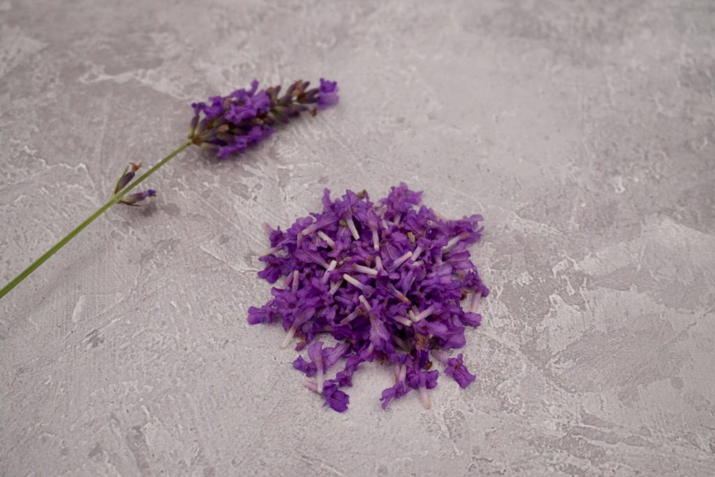A pile of lavender florets and a single stem of fresh lavender. 
