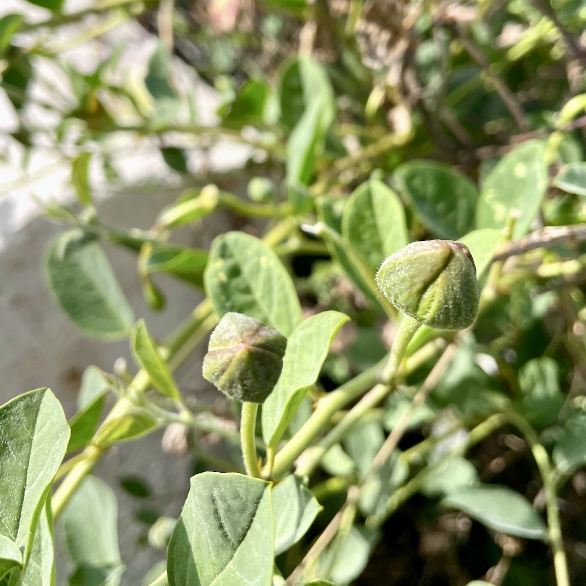 Capers growing on a bush.