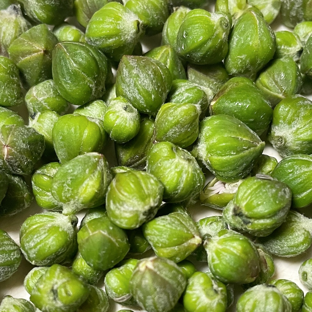 Harvested capers